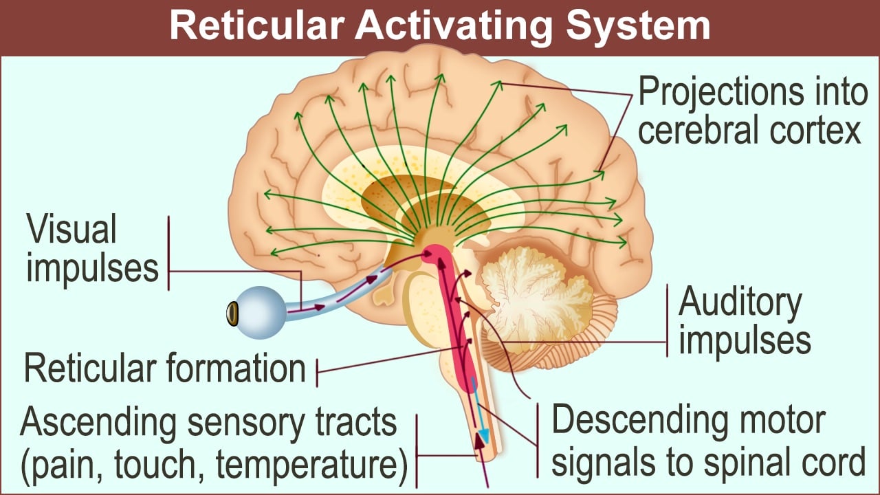 1280-reticular-activating-system