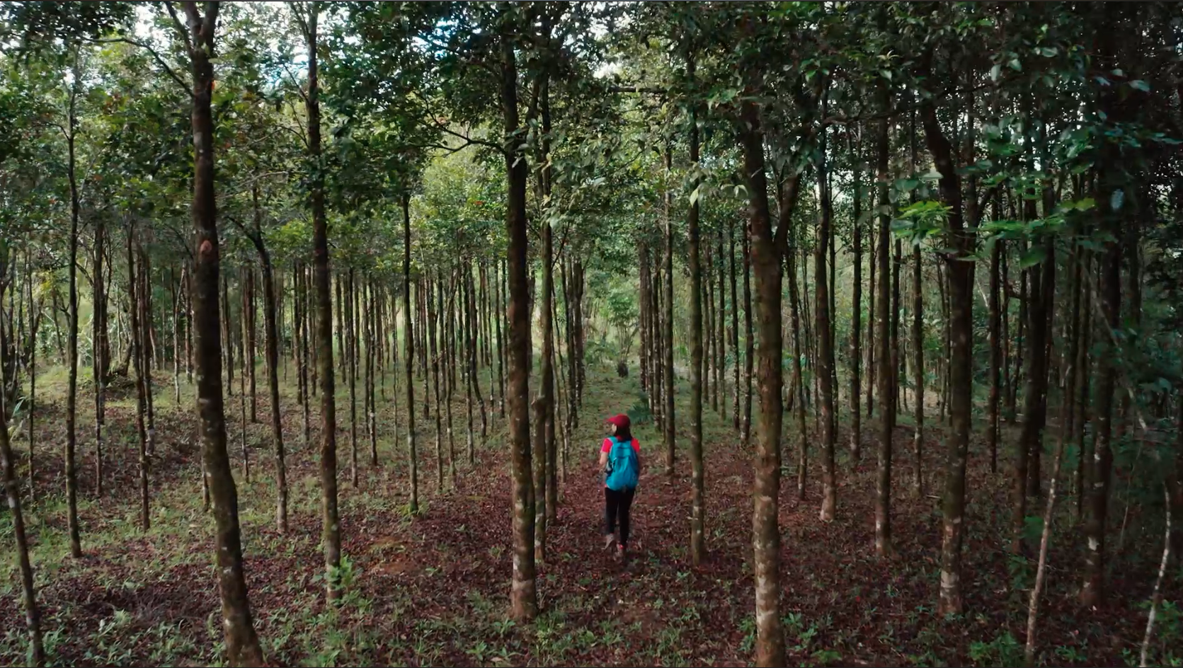 S&P Global - Tree Planting