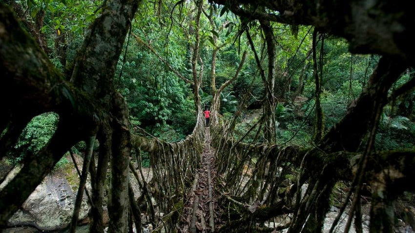 Rope bridge