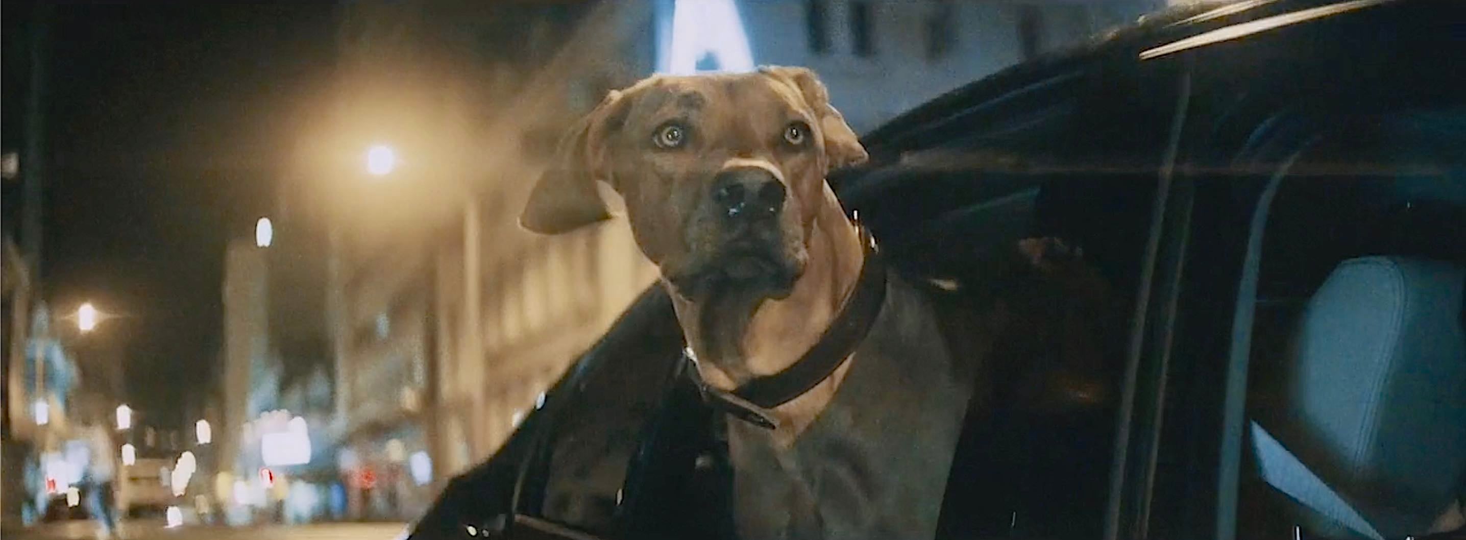 Reusing Assets BMW Dog