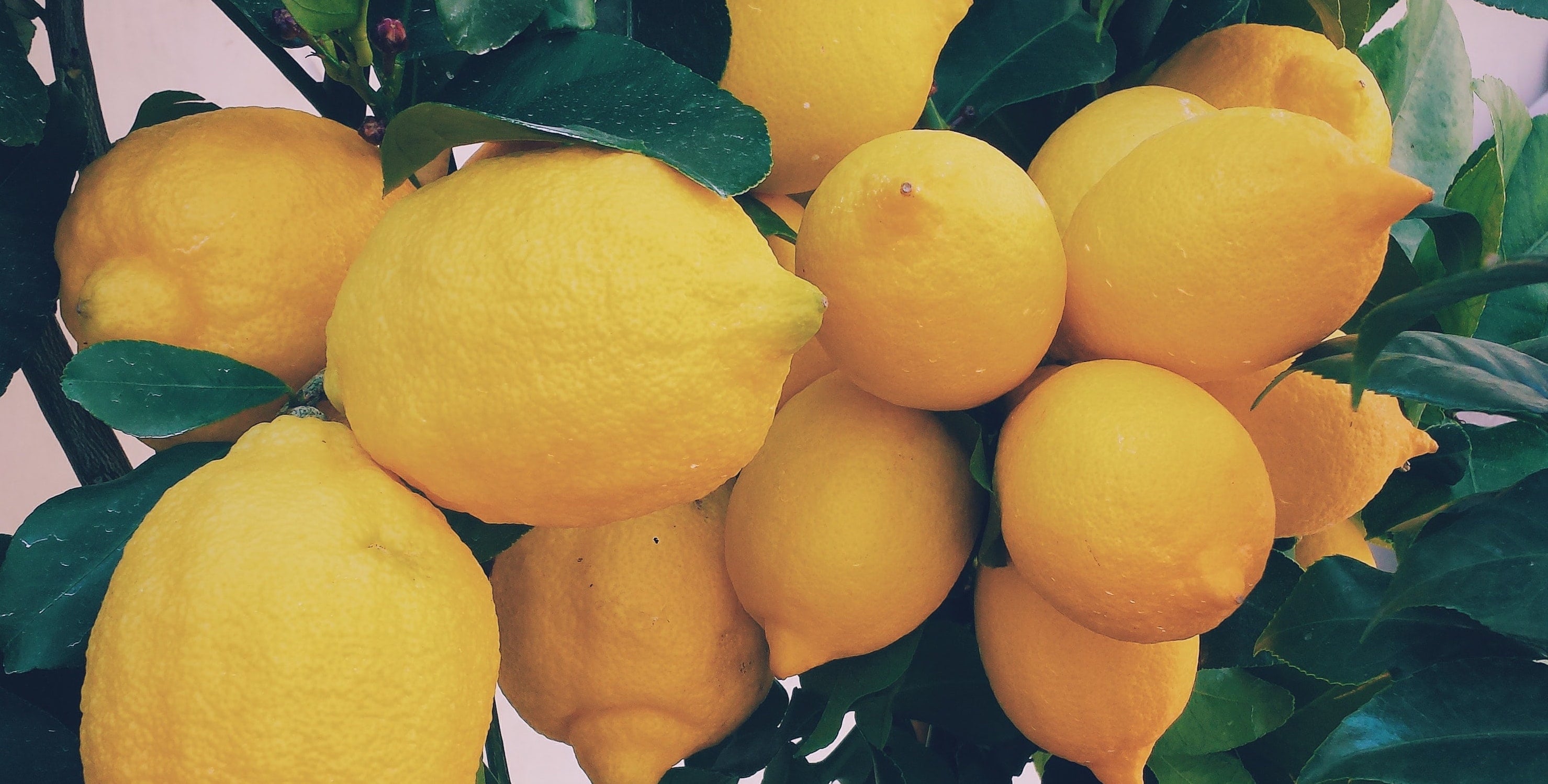 Making lemonade - Communicating in a Viral World