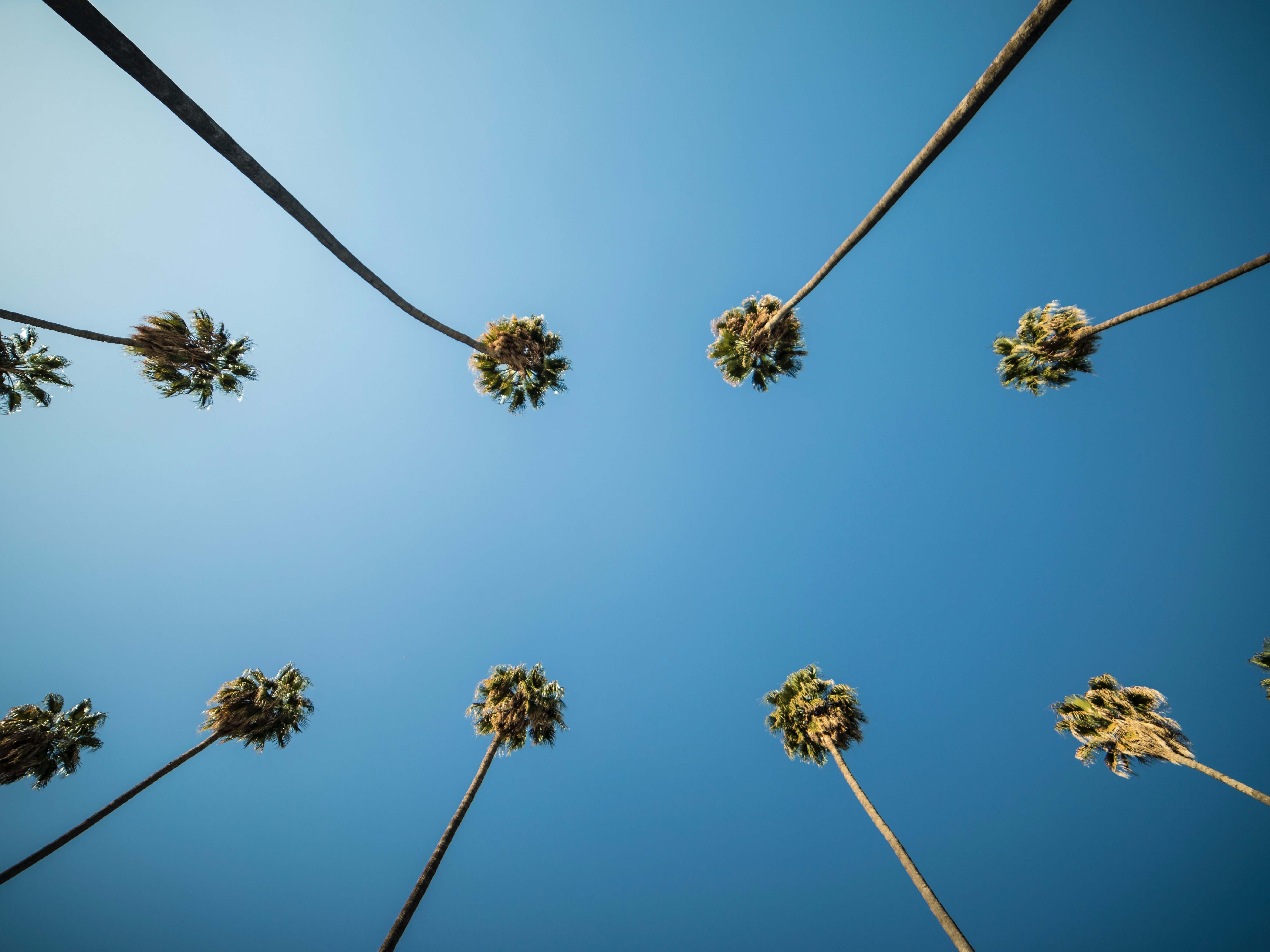 skyward image of palm trees